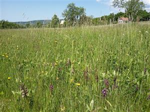 Orchis morio v poraste Lk1