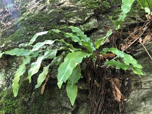 Asplenium scolopendrium