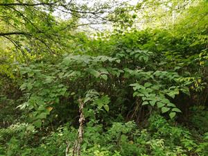 Fallopia4_Vieska_nad_Zitavou