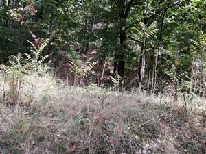 Ailanthus_ochranne_pasmo_NPR_Hrdovicka