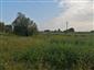 Helianthus_topolcany_pri_rieke_Nitra1