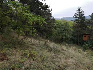 Ailanthus_Podhorany_Mechenice