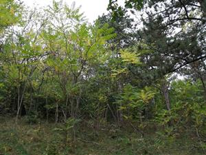 Ailanthus_Podhorany_Mechenice2