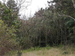 Ailanthus_Podhorany_Mechenice5