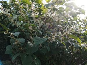 Fallopia_Hontianske_Trstany