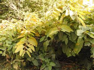 Fallopia sachalinensis v Mokrom háji.