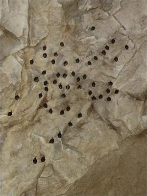 Kolónia podkovárov malých v Havranickej jaskyni, zbojnícka sieň