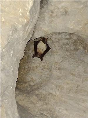 Netopier obyčajný v Zbojnickej jaskyni