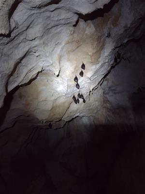 Kolonia podkovárov malých v jaskyni na Bubne 2