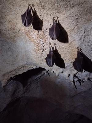 Kolonia podkovárov malých v jaskyni na Bubne