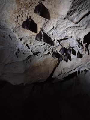 Kolonia podkovárov malých v jaskyni na Bubne 3
