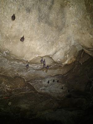 Podkováre malé v jaskyni Tmavá Skala