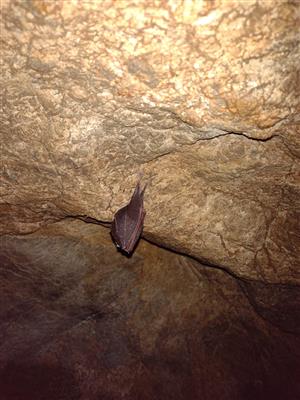 Detail- podkovár malý