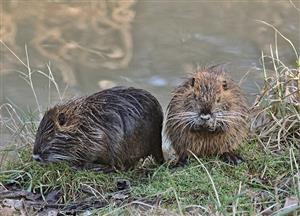 nutria