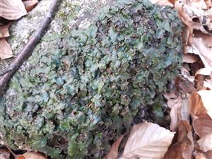 Marchantia polymorpha