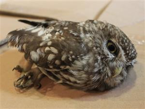 Athene noctua
