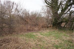 Fallopia