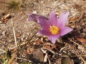 Pulsatilla subslavica