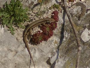 Podarcis muralis