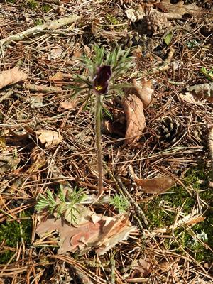 Pulsatilla pratensis subsp. bohemica na okraji borovicového lesa pri Rudave.