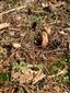 Pulsatilla pratensis subsp. bohemica na okraji borovicového lesa pri Rudave.