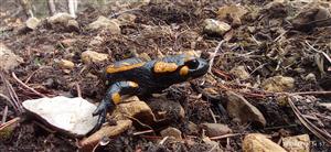 salamandra salamandra