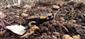 salamandra salamandra