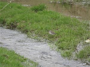 Tringa glareola