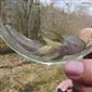 Cottus poecilopus