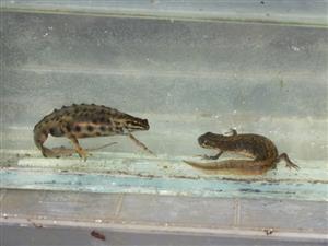 Lissotriton /syn. Triturus/ vulgaris