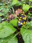 salamandra škvrnitá