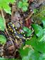 salamandra škvrnitá