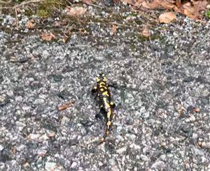 Salamandra škvrnitá