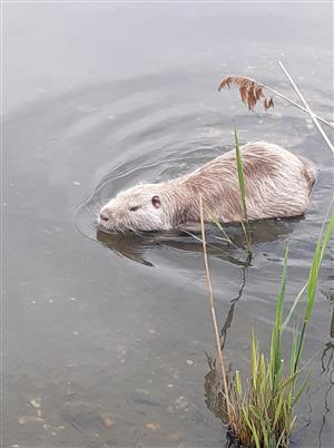 Nutria riečna