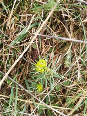 Tithymalus/Euphorbia cyparissias - Mliečnik chvojkový