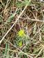 Tithymalus/Euphorbia cyparissias - Mliečnik chvojkový