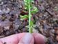 Platanthera x hybrida