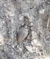 Myrmeleon formicarius Linnaeus, 1767
