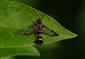 Synanthedon tipuliformis (Clerck, 1759)