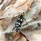 Euplocamus anthracinalis (Scopoli, 1763)