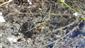Dolomedes fimbriatus (Clerck, 1757)
