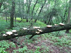 Polyporus sp.