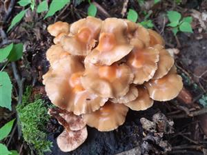 Kuehneromyces mutabilis