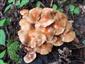 Kuehneromyces mutabilis
