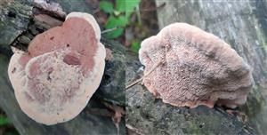 Hapalopilus rutilans