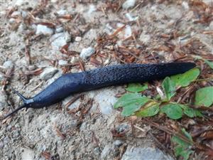 Bielzia coerulans