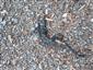 Salamandra salamandra