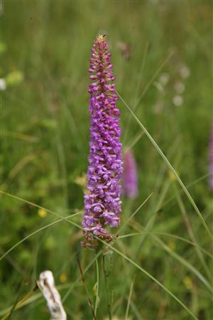 GYMNADENIA DENSIFLORA