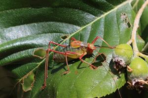 Barbitistes constrictus