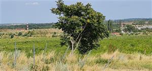 Veľké stromy